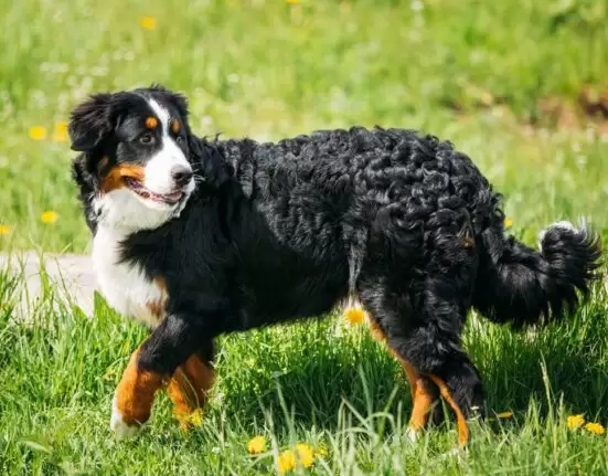 Mountain Dog Breeds