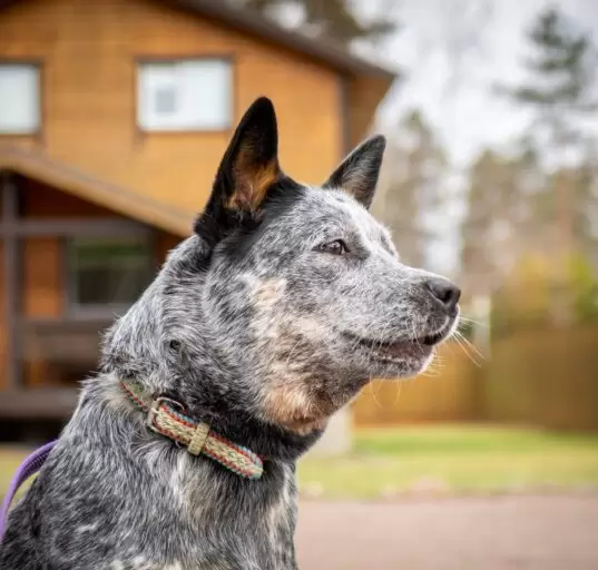 Australian Dog Breeds