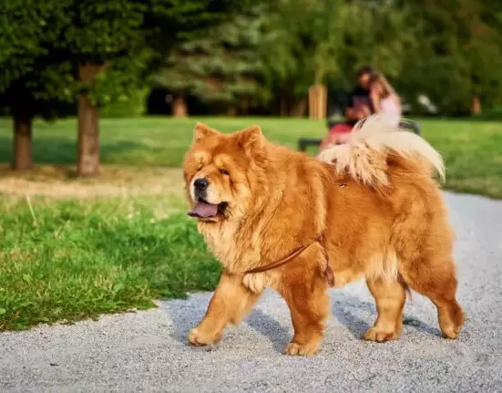 Chow Chow