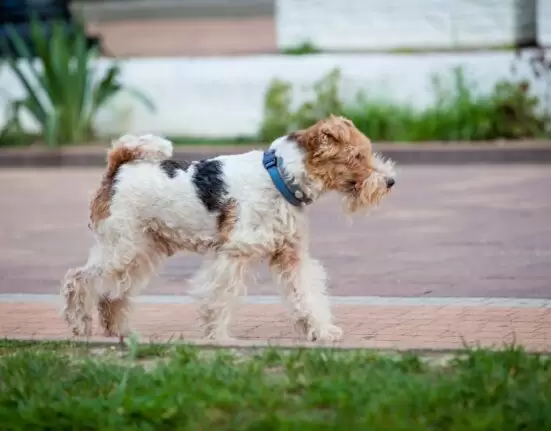 Fox Terrier