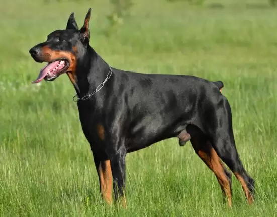 Doberman