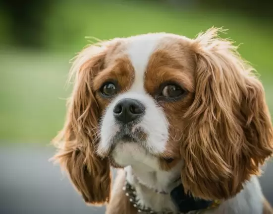 Cavalier King Charles