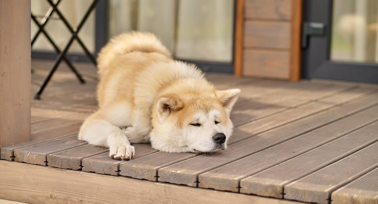 Japanese dog breeds