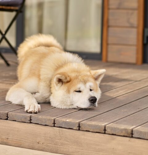 Japanese dog breeds