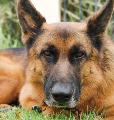 German Shepherd