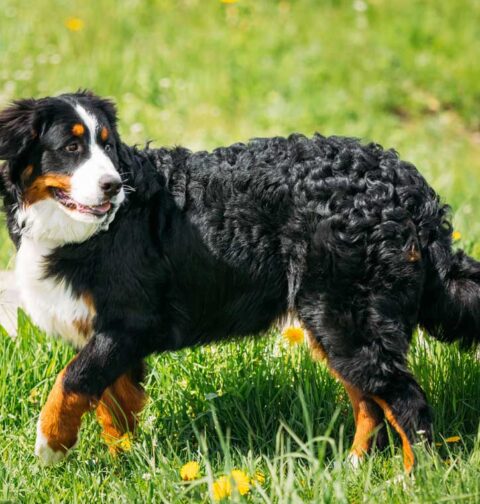 Mountain Dog Breeds