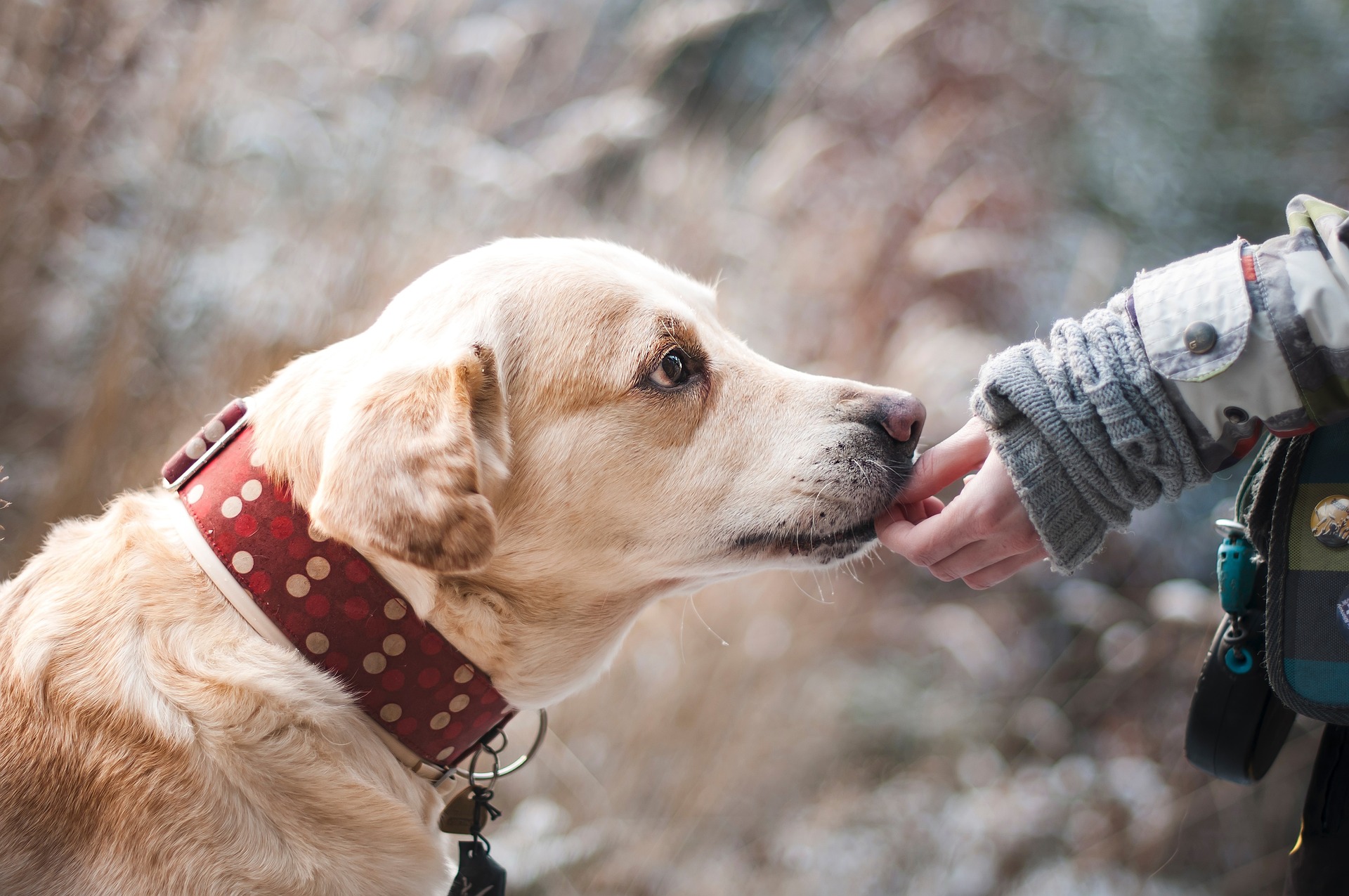 about dog breeders