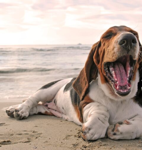 Basset Hound