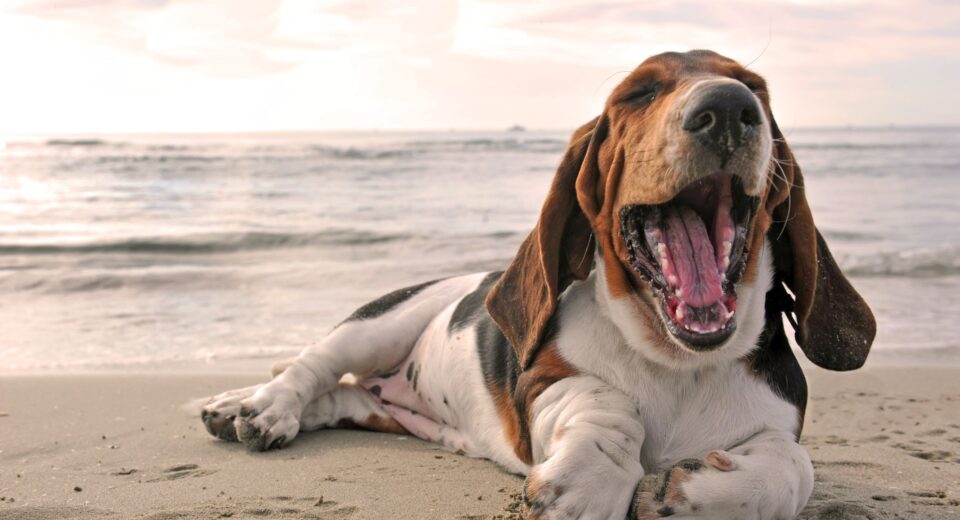 Basset Hound