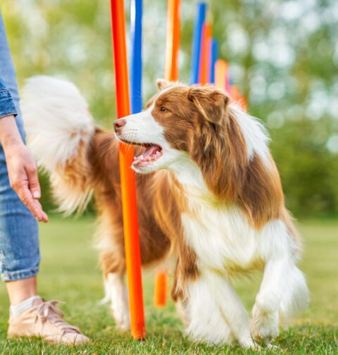 Border Collie