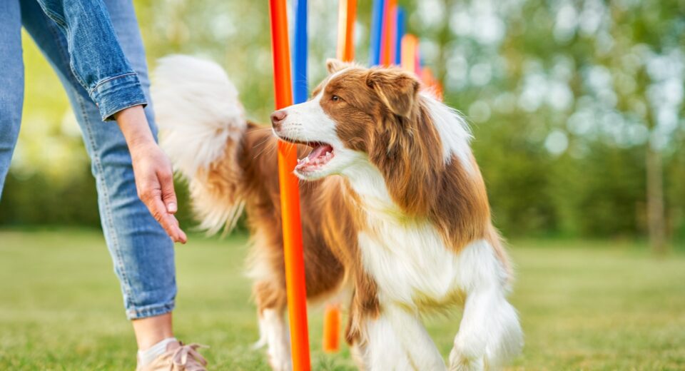 Border Collie