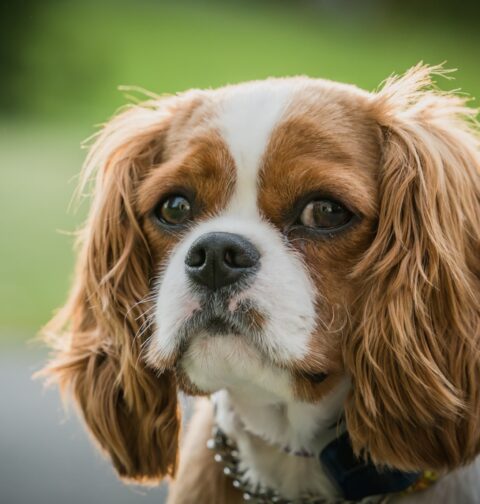 Cavalier King Charles