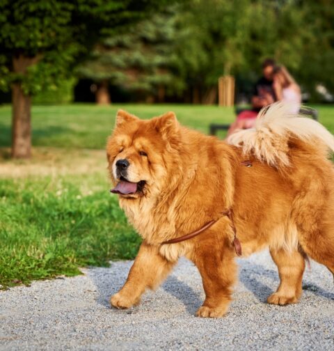 Chow Chow