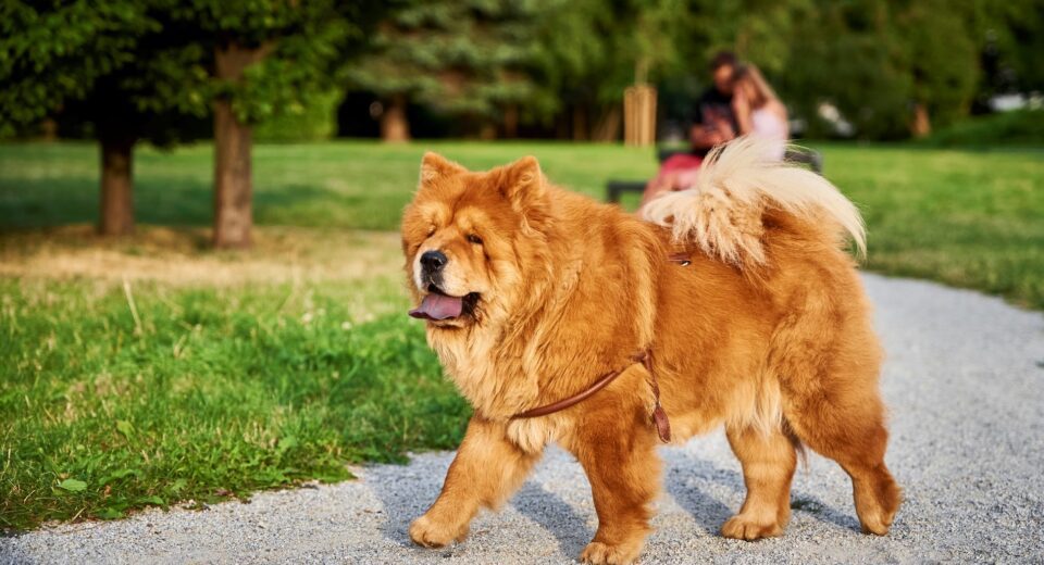 Chow Chow