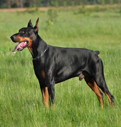 Doberman