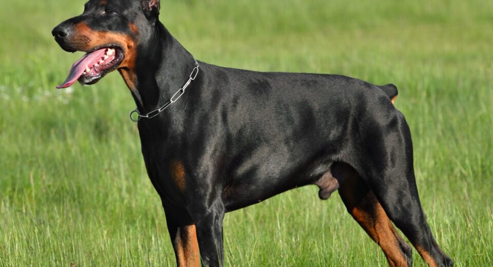 Doberman