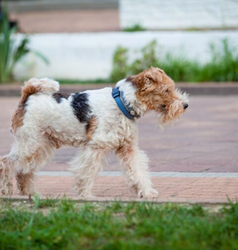 Fox Terrier