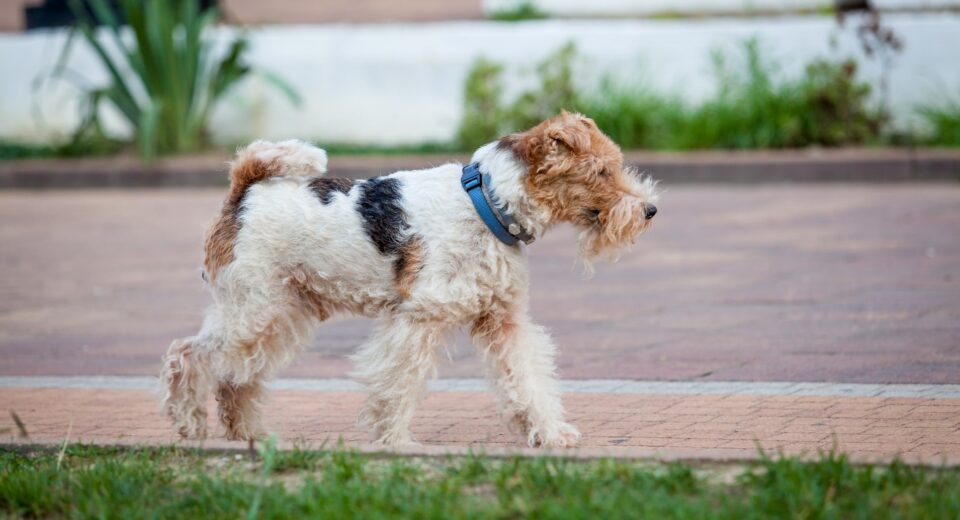 Fox Terrier