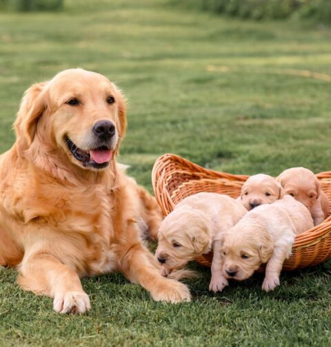 Golden Retriever