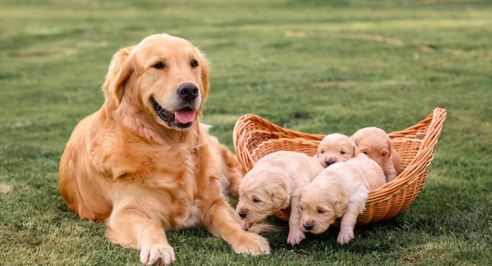 Golden Retriever