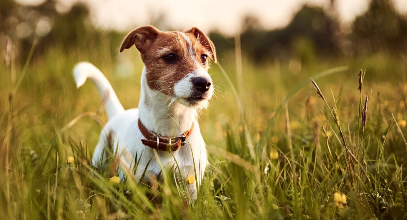 Jack-Russell Terrier