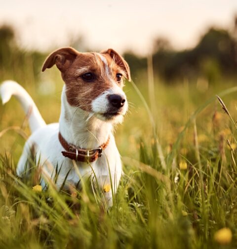 Jack-Russell Terrier