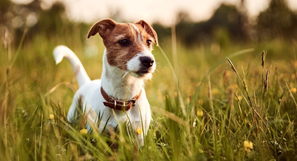 Jack-Russell Terrier