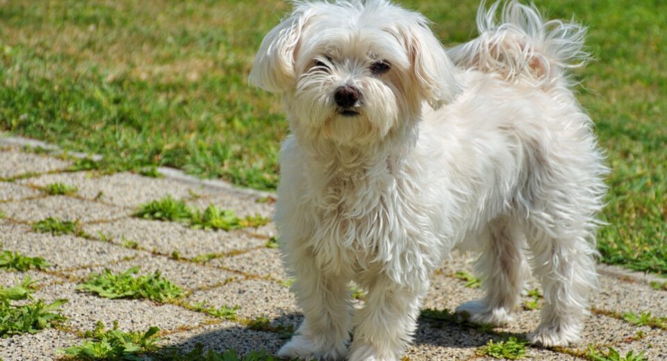 Maltese