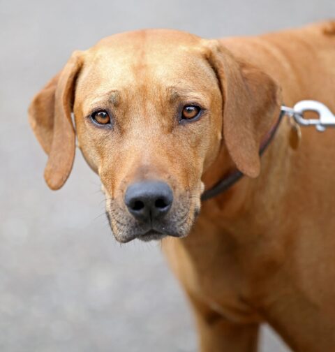 Rhodesian Ridgeback