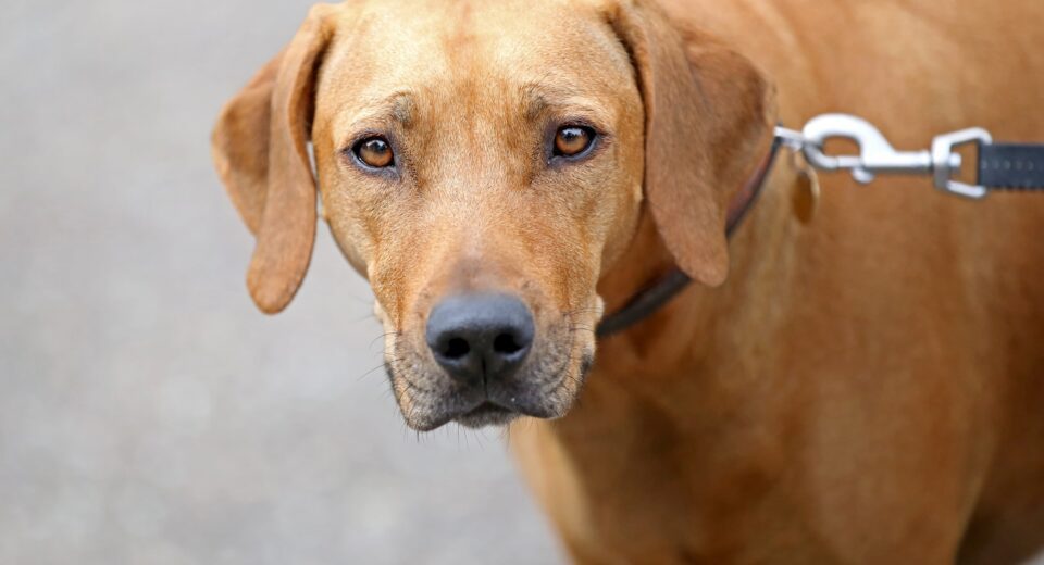 Rhodesian Ridgeback