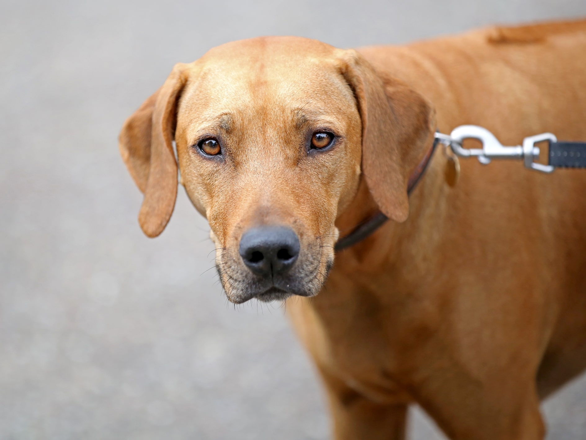 Rhodesian Ridgeback - Welcome to Dog Breeder