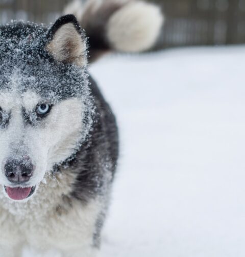 Siberian Husky