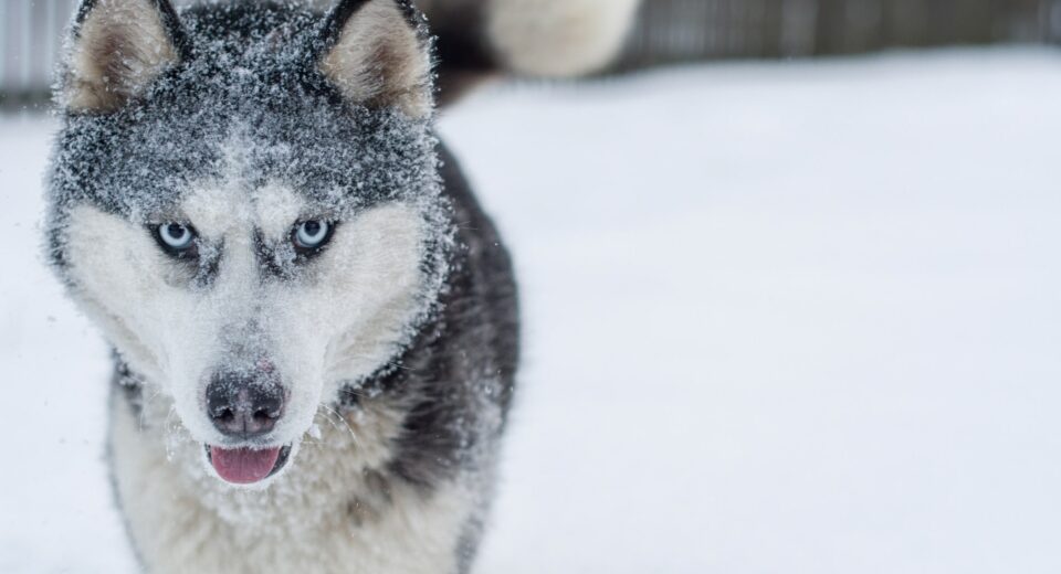 Siberian Husky