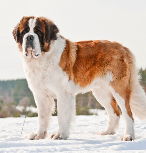 Saint bernard