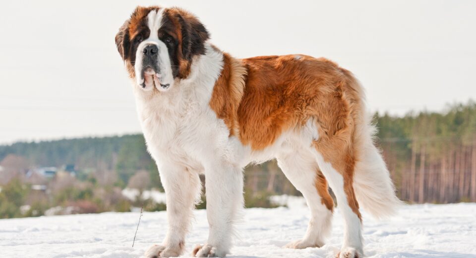 Saint bernard