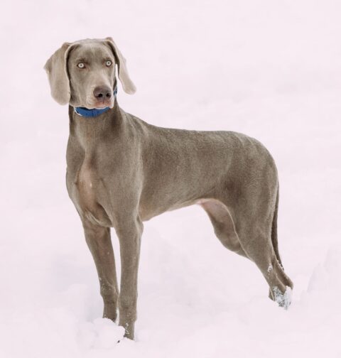 Weimaraner