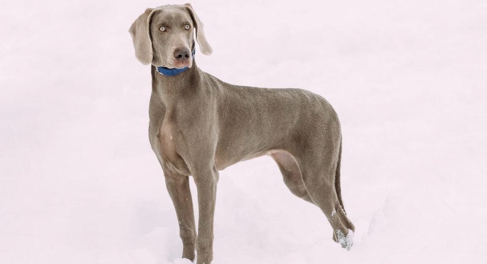 Weimaraner