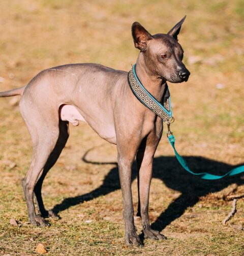 Hairless Dog Breeds