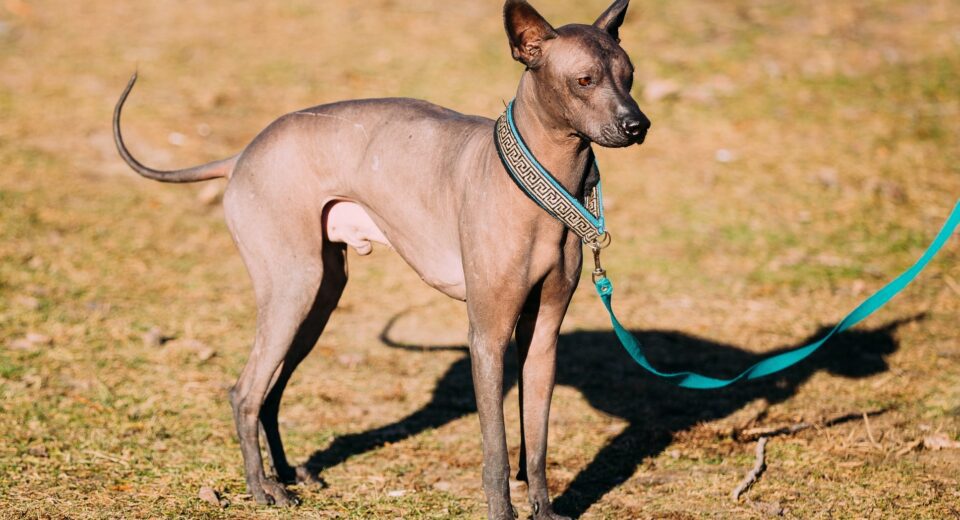 Hairless Dog Breeds