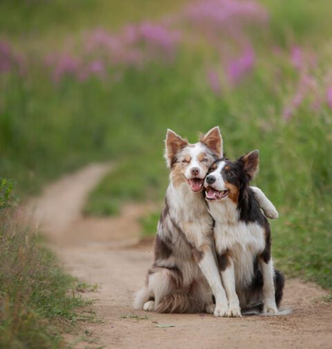 Long Haired Dog Breeds