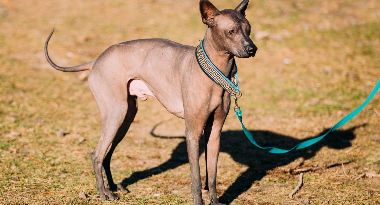 Mexican Dog Breeds