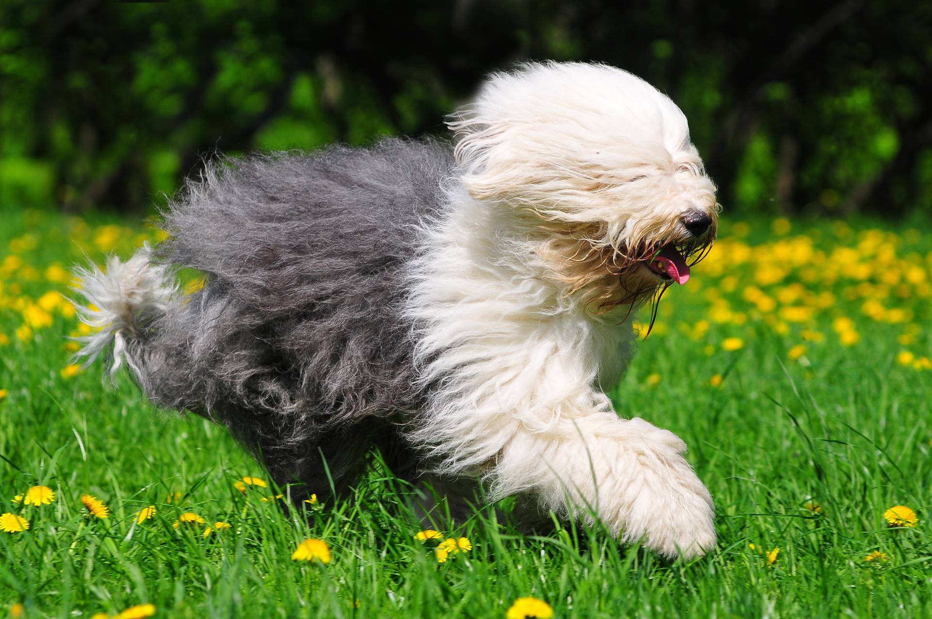 Old English Sheepdog