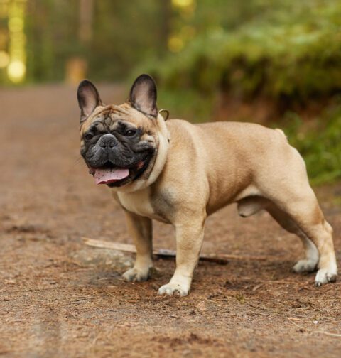 Popular Dog Breeds – UK