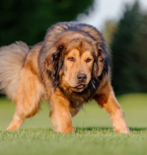 Rare Dog Breeds