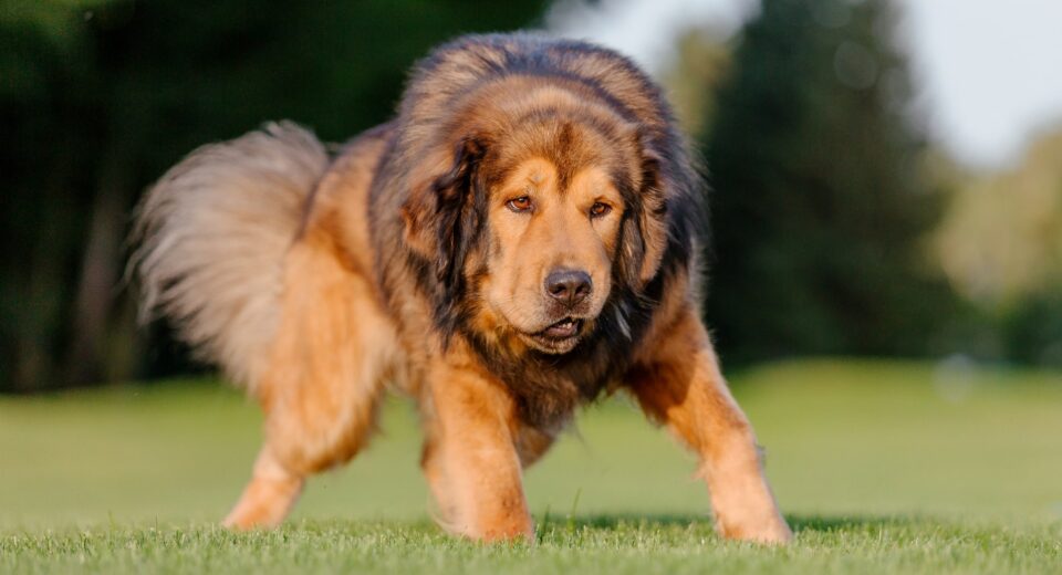 Rare Dog Breeds