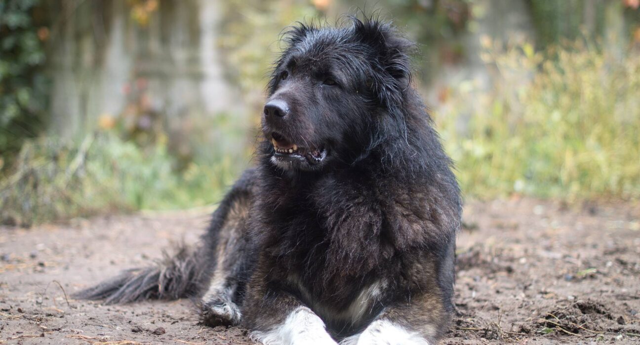 Russian Dog Breeds