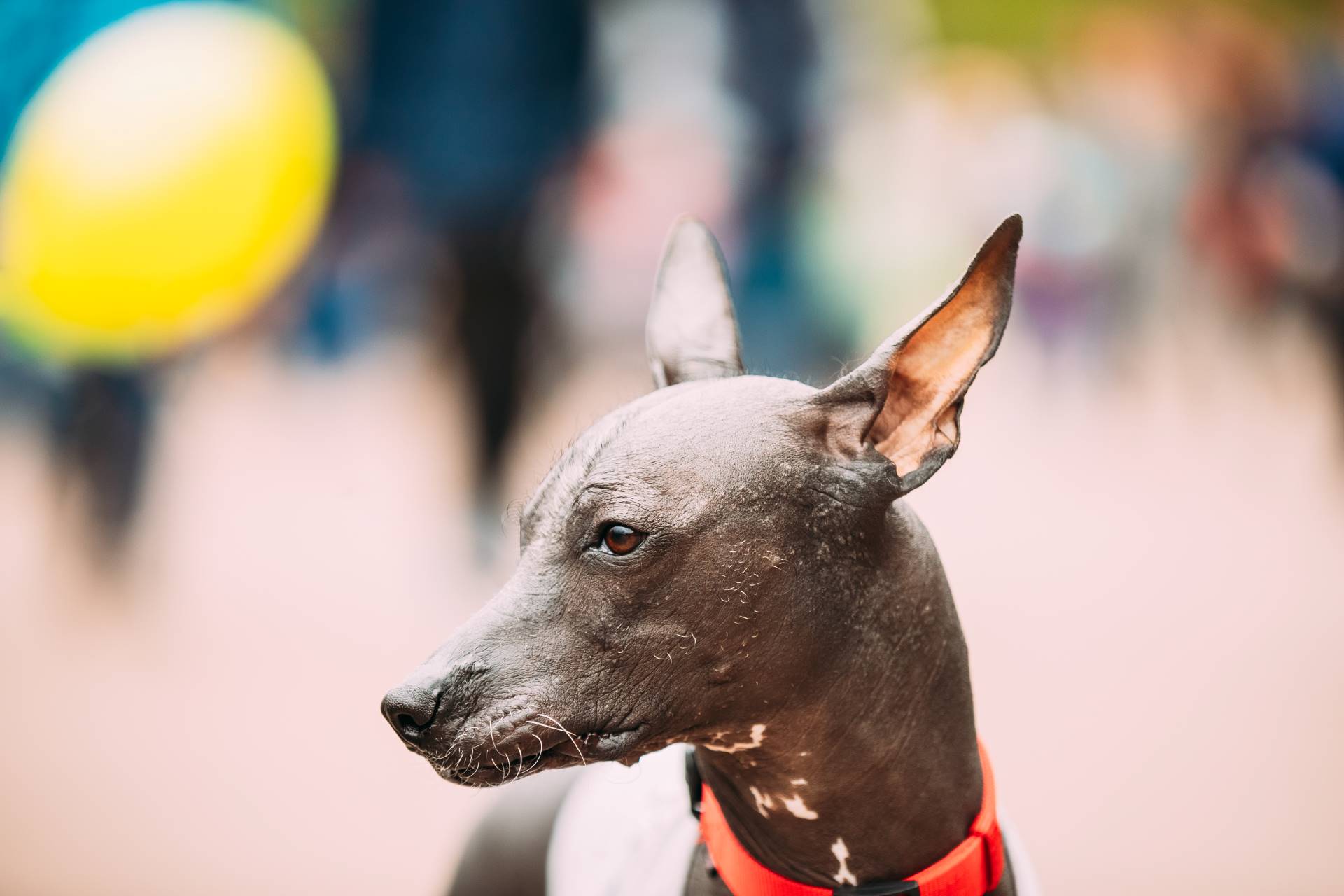 Xoloitzcuintli