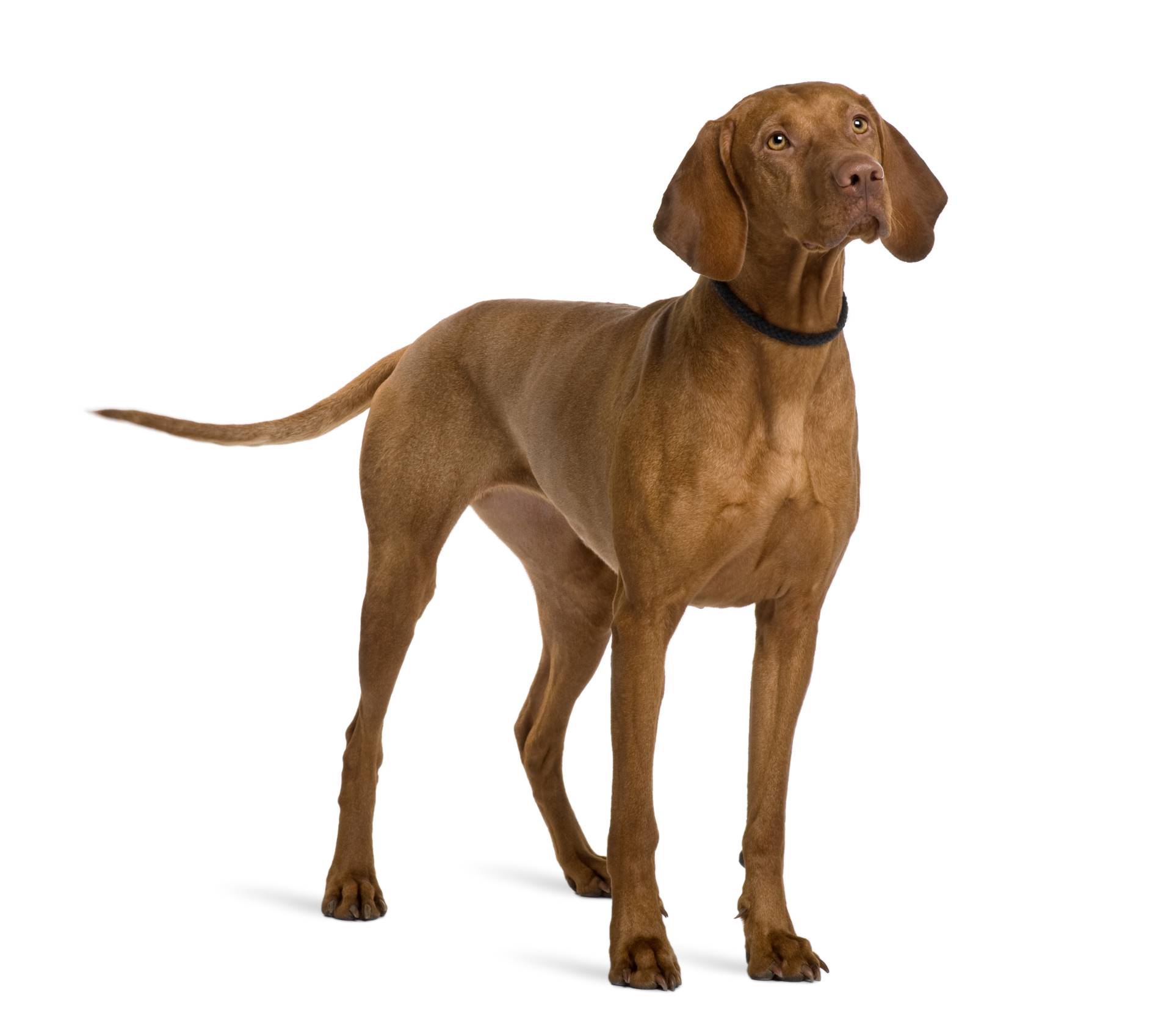 Vizsla