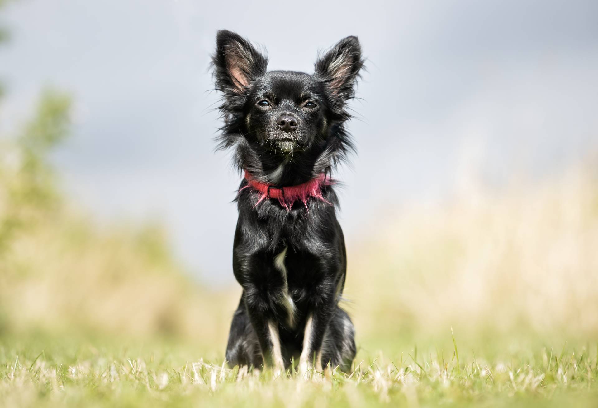 Affenpinscher