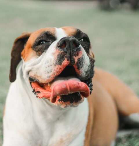 German Dog Breeds